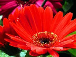 The time you plant flowers depends on the type of flowers you are planting. Best 5 Spring Flowers For North Texas Popular Annual Flowers