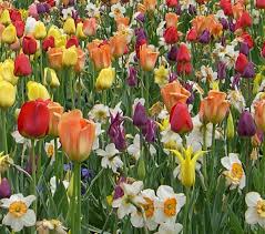 This plant grows to about 8 to 12 inches high and sprawls out from the container. Strategic Tips For April Gardening Colorado Homes Lifestyles
