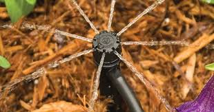 Rain Bird Micro Bubblers For Drip Irrigation Systems Irrigation Drip Irrigation Sprinkler