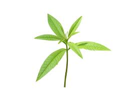 Image result for Aloysia citrodora