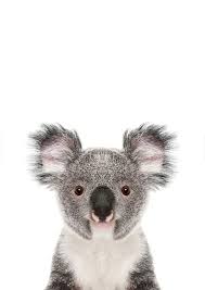 Koala Bear Portrait By Lotusprintshop Redbubble Baby Animal Prints Koala Bear Koala