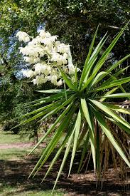 Image result for yucca gigantea en casa