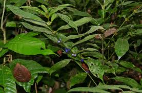 Image result for Lasianthus