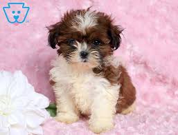 Paige Shih Tzu Puppy For Sale Keystone Puppies Shihtzu Keystonepuppies Shih Tzu Puppy Shih Tzu Puppies For Sale