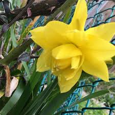 Maybe you would like to learn more about one of these? Narcissus Golden Ducat Daffodil Golden Ducat Double In Gardentags Plant Encyclopedia