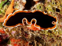 Image result for Pseudopod Ospermum