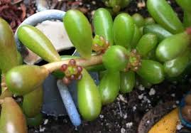 Treat this plant similar to a succulent and do not keep the soil soggy, it will reward you with happy looking beans! Why Do Succulent Leaves Turn Brown Yellow Or Black Succulent Plant Care