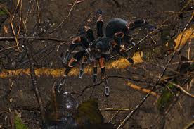 For some people, its hairs cause an allergic reaction that can be more severe than anything. 10 Biggest Spiders In The World