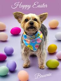 Doodles 'N More Grooming added...