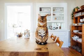 Feet on coffee table rude? Your Cat Does Not Belong On The Dining Room Table By Roz Warren Medium