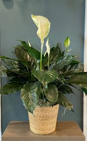 Image result for Spathiphyllum
