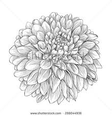 Dahlia Stock Vectors Vector Clip Art Dahlia Flower Tattoos Flower Wrist Tattoos Flower Tattoo Designs