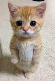Cinex - [FOTO] ¿El gato con botas de Shrek en la vida real? | Facebook