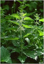 Image result for Urtica