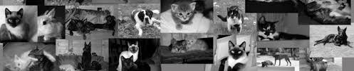 Animaux Sans Toi T Accueil Animaux Sans Toi T
