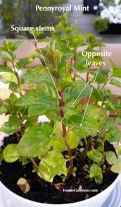 Spearmint is a lot sweeter and milder. Grow Mint Indoors Spearmint And Peppermint The Foodie Gardener
