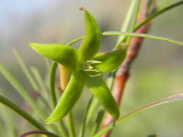 Image result for Apocynaceae subfamily Periplocoideae