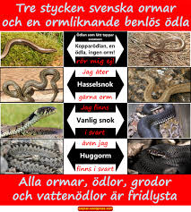 Kontrollera 'huggorm' översättningar till engelska. Attack Pa Barnamordare Eaqhan