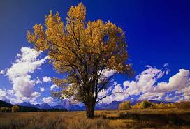 Have a small lot and most rapid growing trees are too large? State Tree Of Wyoming Whatsanswer