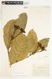 Image result for Tabernaemontana crassa