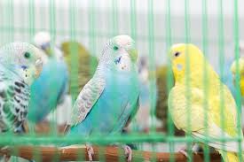 Let's first explore the difference between male and female cats before you can properly answer that question. Keeping Budgies In A Cage Budgie Keeping Budgies Guide Omlet Uk