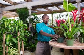 Maybe you would like to learn more about one of these? Caribbean Landscape