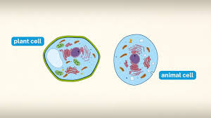 Why Is Endcytosis Found Is Animals Only?