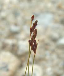 Image result for Bulbostylis sp.no.4