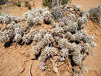 See contact information and details about cholla cactus products. Cacti Of New Mexico