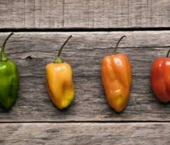 Trova una vasta selezione di peperoncini habanero a prezzi vantaggiosi su ebay. Peperoncino Habanero Tutte Le Varieta Fruttaweb