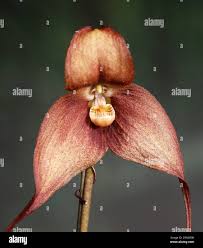 shows Dracula simia, or monkey orchid ...