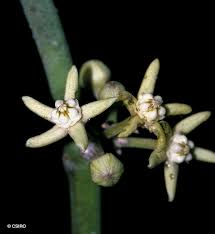 Image result for Cynanchum viminale