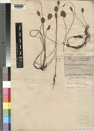 Image result for Caldesia