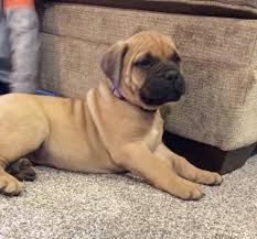 He is fawn with black mask. Bullmastiff Dog Shipping Rates Services