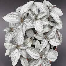 Have a look at some great bronze leaves houseplants here Pilea Pubescens Silver Cloud Silver Plant Silver Cloud Best Terrarium Plants