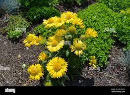 Image result for Gaillardia `Kobold`