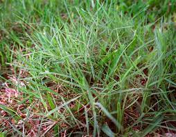 Centipede grass is best adapted to hot, humid, and tropical climates. Which Grass Is Best For You It All Depends