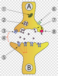 Animal cell coloring diagram labeled with axon. Animal Cell Leisure Activities Label Mat Transparent Png Pngset Com