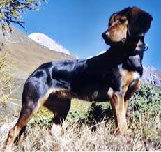Tyrolean Hound Tiroler Bracke Dogs Puppy Beaux Chiens Chien