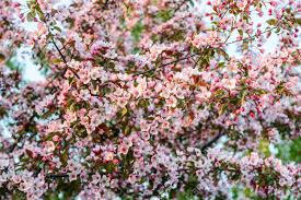 Maybe you would like to learn more about one of these? The Flowering Tree Beautiful Flowers Of Delicate Pink Lavishly Blooming Shrub And Trees The Cloud Of Flowers A Million Pink Flowers Branches Covered With Flowers Many Small Beautiful Flowers Stock Photo Picture