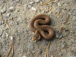 Den enda arten i familjen huggormar som naturligt förekommer i sverige. Here Is A Small Vipera Berus On To Road Nesodden