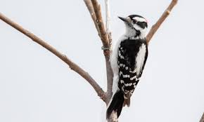 The active little downy woodpecker is a familiar sight at backyard feeders and in parks and woodlots, where it joins flocks of chickadees and nuthatches, barely outsizing them. Downy Woodpecker Eastern Ebird