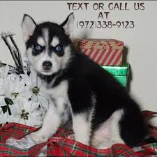 Siberian husky puppies, adopt arrow a tan yellow, adopt spazzy a black white, adopt apollo a black with. Purebred Siberian Husky Puppies For Adoption Los Angeles Offer Los Angeles Community Free Stuff