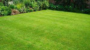 When watering an established lawn, it's typically recommended to water until the top 6 to 8 inches of soil (where most turfgrass roots grow) is wet. How To Restore A Lawn Full Of Weeds This Old House