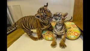 Bengal Tiger Cubs For Sale | Best 1 Exotic Cubs for sale