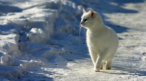 Always use very gentle touches with your hands. Outdoor Cats In Cold Winters How They Survive In Minnesota Animal Humane Society