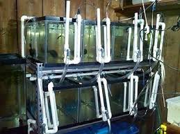Obrazkove Vysledky Pre Diy Aquarium Overflow System Acuarios