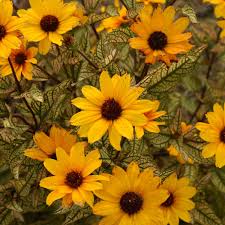 Image result for Heliopsis