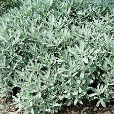 Neither the flowers nor the fruit are ornamentally significant. Praising The Artemisias