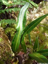 Image result for Elaphoglossum acrostichoides